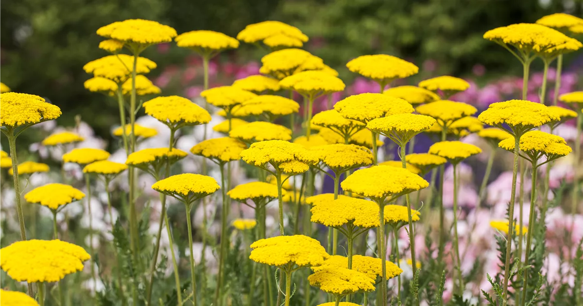 Der Landhausgarten Unberührte Natur Gartencenter Heuschkel