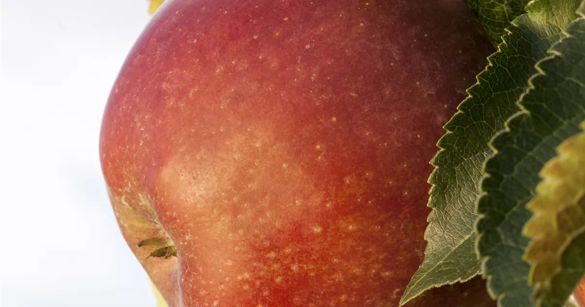 41+ Sommerschnitt Für Obstbäume, Obstbäumen profitieren durch den