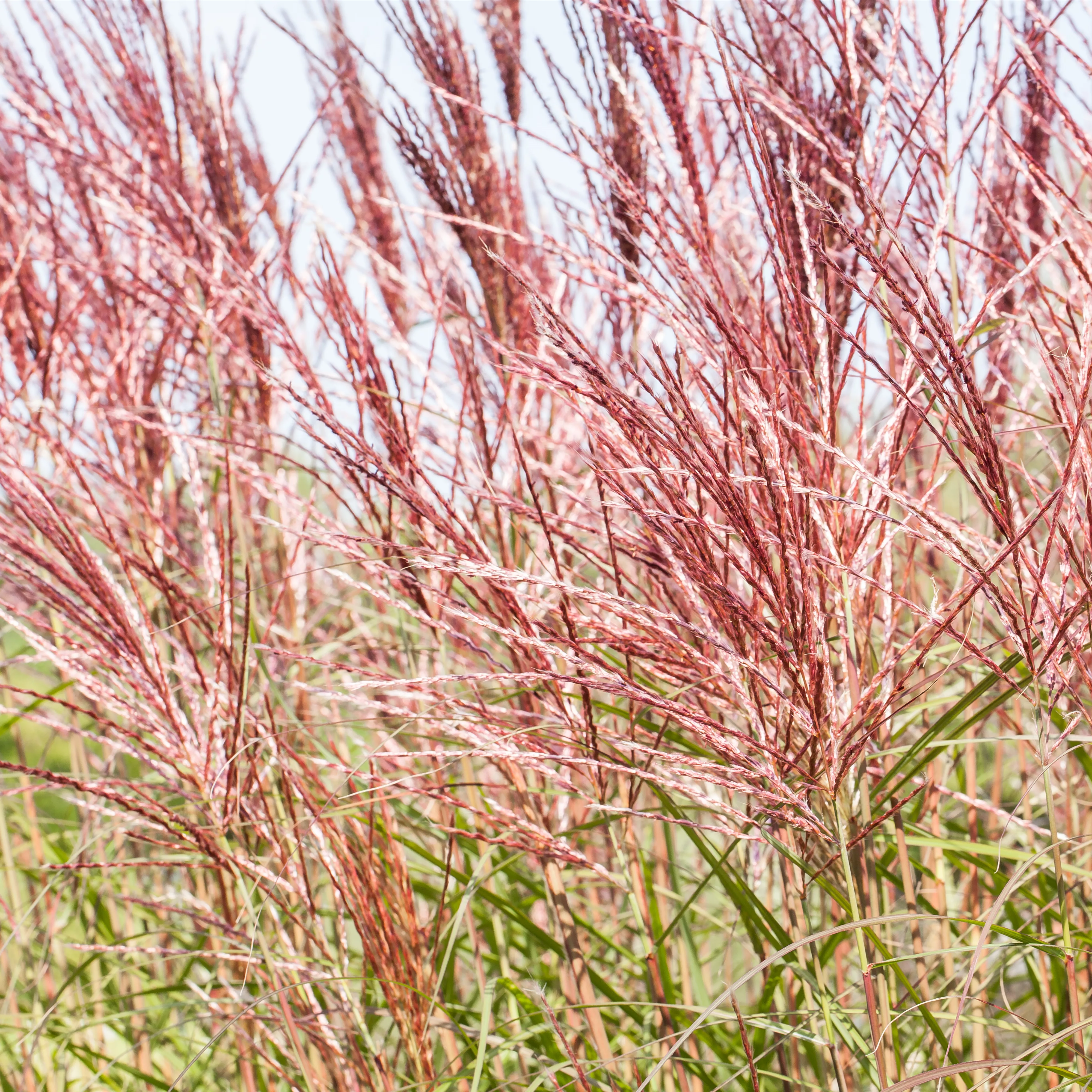 Gräser zurückschneiden Gartencenter Heuschkel