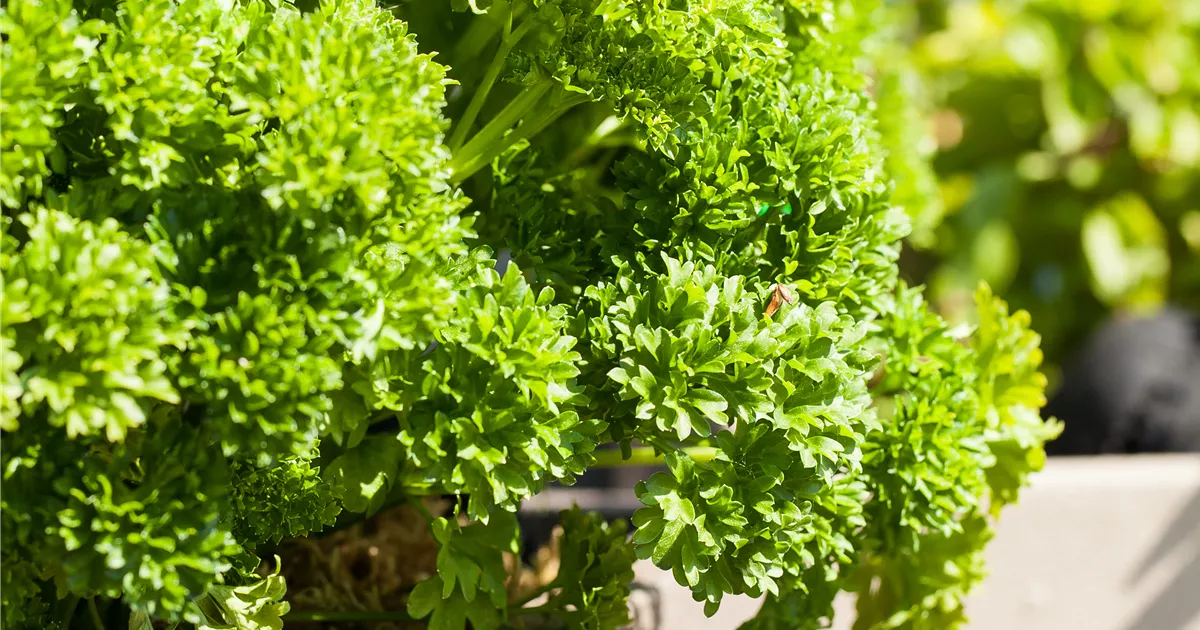 Anlegen des Kräutergartens Gartencenter Heuschkel