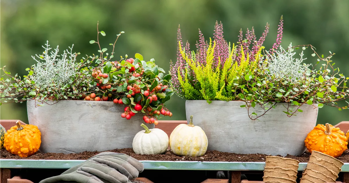Der schöne Balkonkasten im Herbst Gartencenter Heuschkel