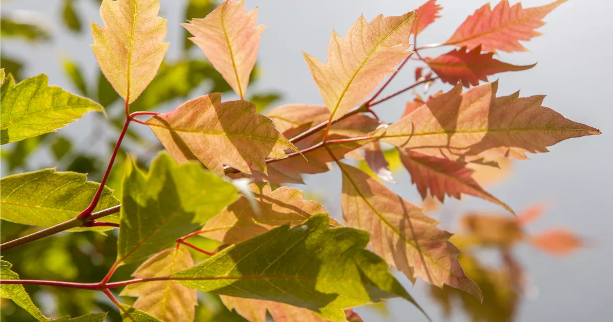 Der herbstliche Garten schön in Form Gartencenter Heuschkel