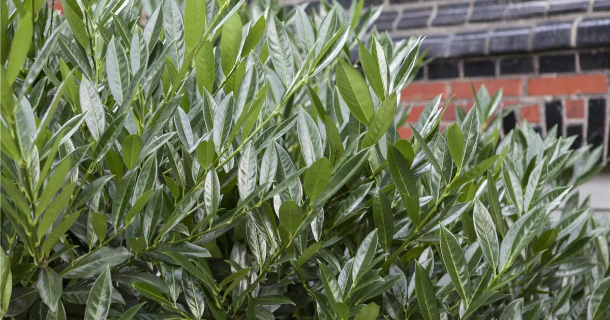 Kirschlorbeer zurückschneiden Gartencenter Heuschkel