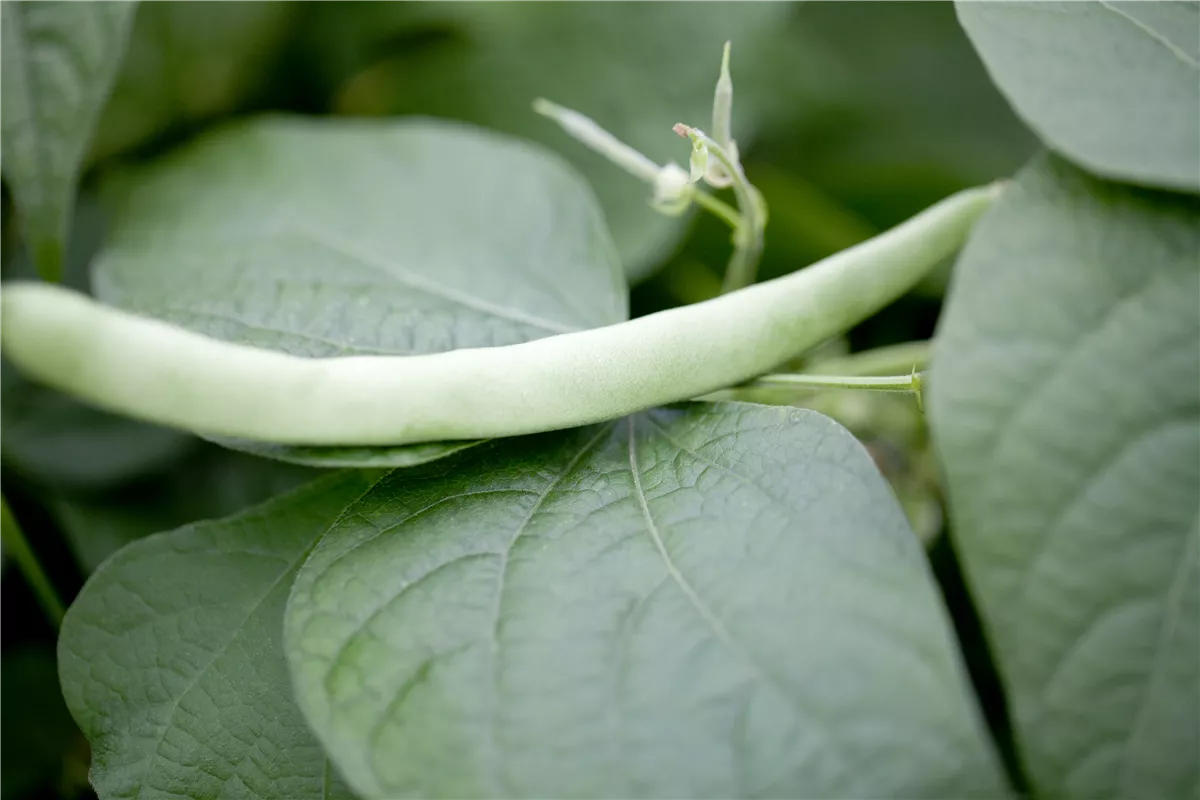 Leckere Buschbohnen im eigenen Garten säen - Gartencenter Heuschkel