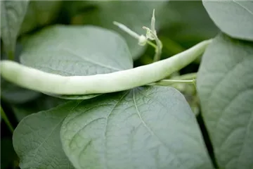 Leckere Buschbohnen im eigenen Garten säen