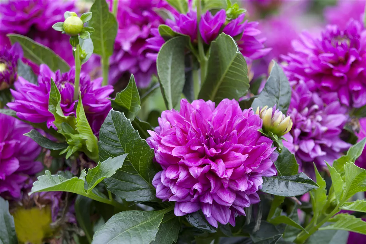 Dahlien pflanzen - Gartencenter Heuschkel