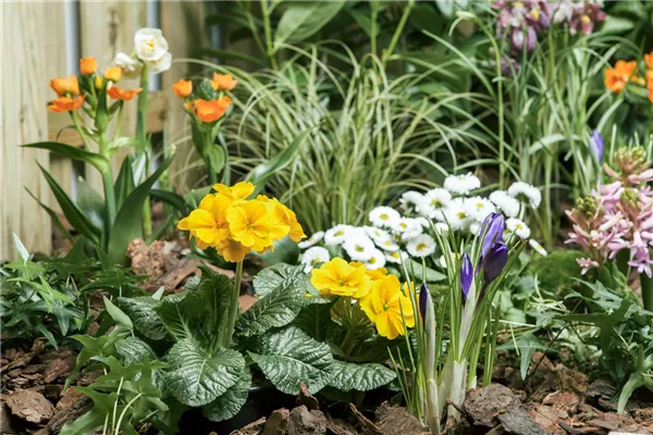 Frühlingsboten auf dem Balkon