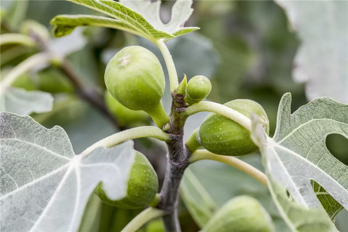 Fruchtfeigen früh ausräumen - Gartencenter Heuschkel
