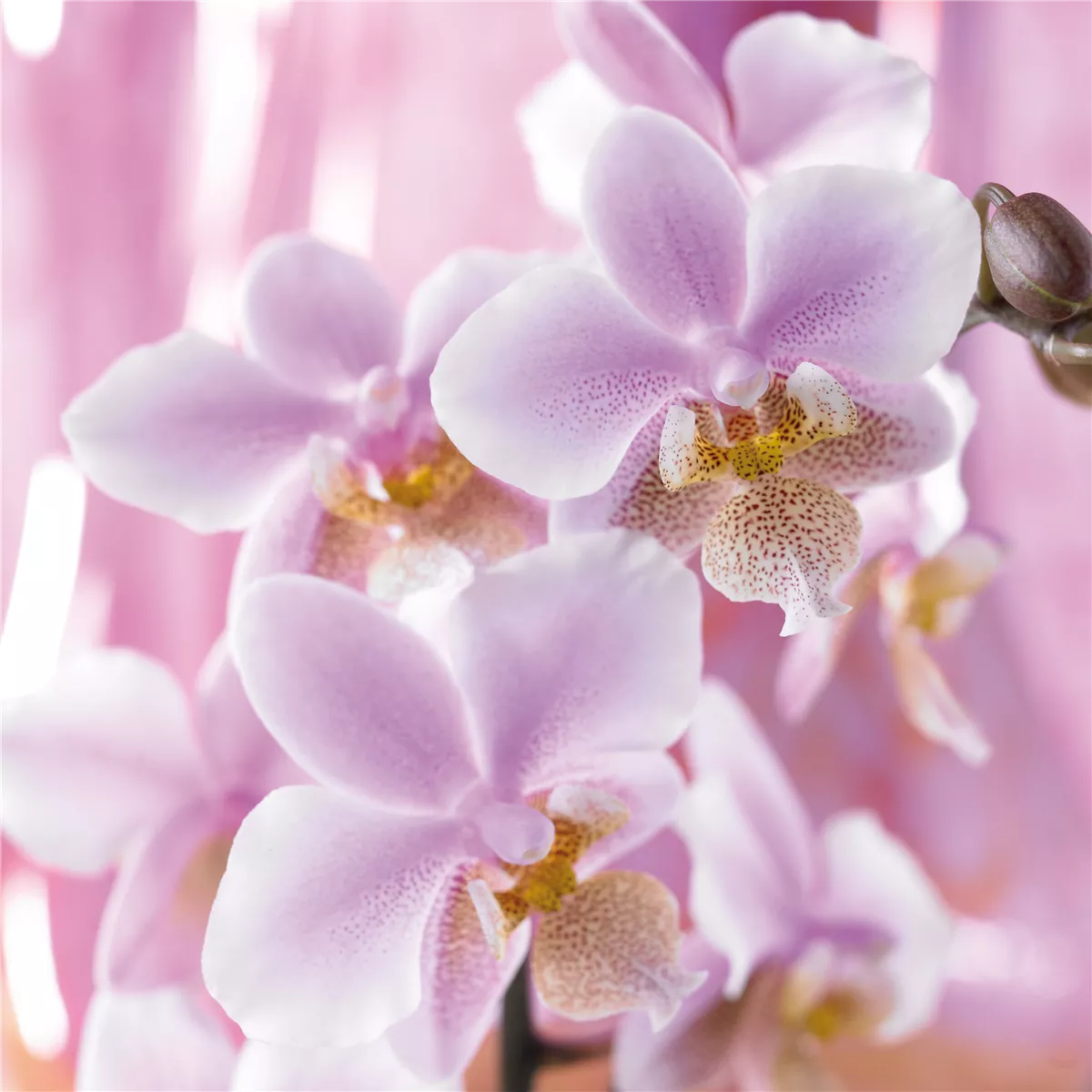 Die Top 8 der Winterblumen - Gartencenter Heuschkel