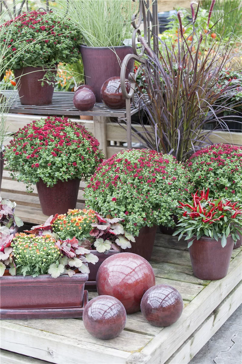 Herbstchrysanthemen - Gartencenter Heuschkel