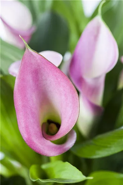 Zantedeschia aethiopica