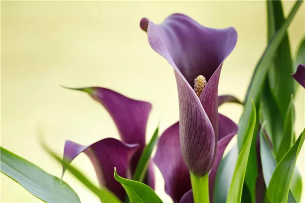 Zantedeschia aethiopica