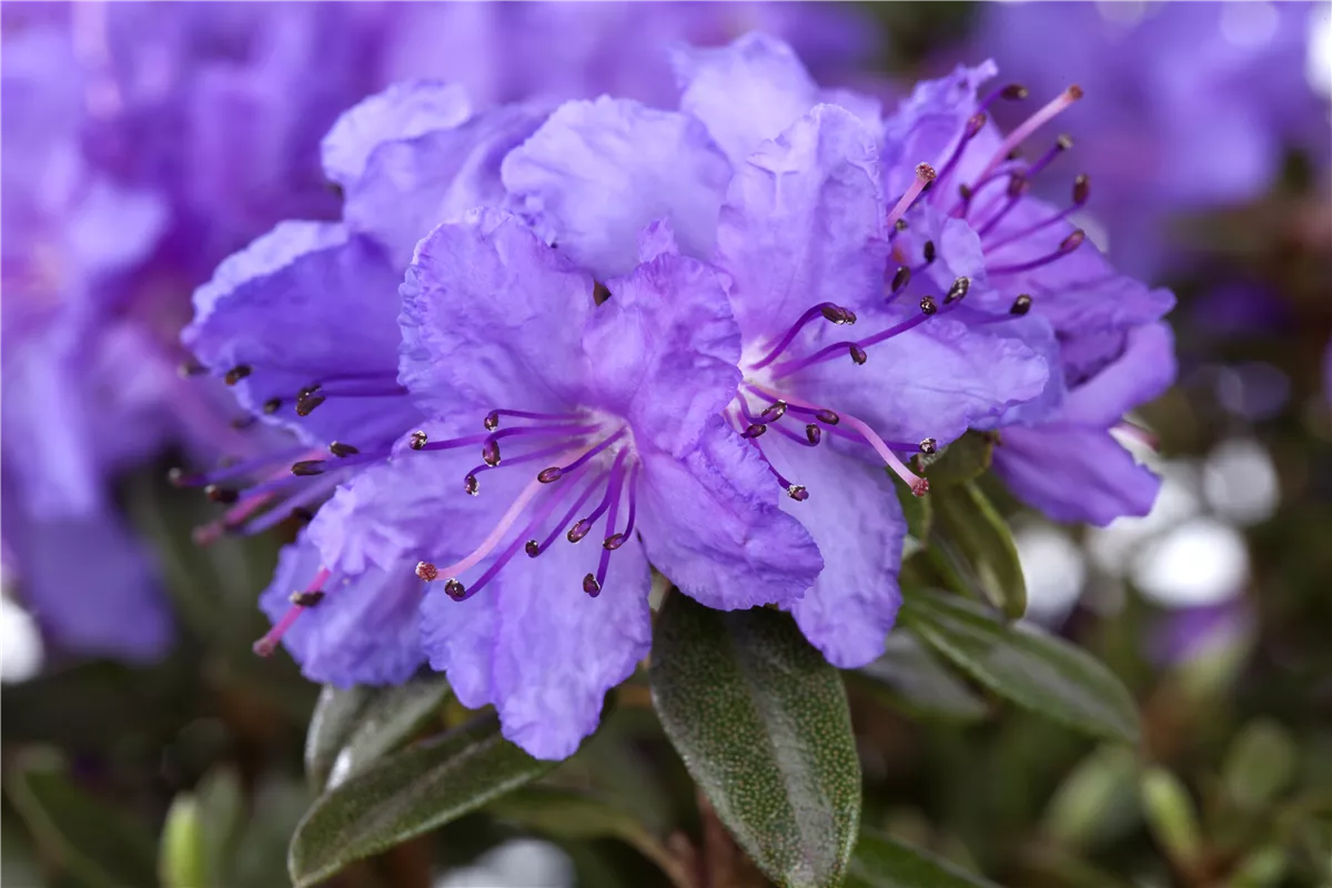 Rhododendren pflanzen - Gartencenter Heuschkel