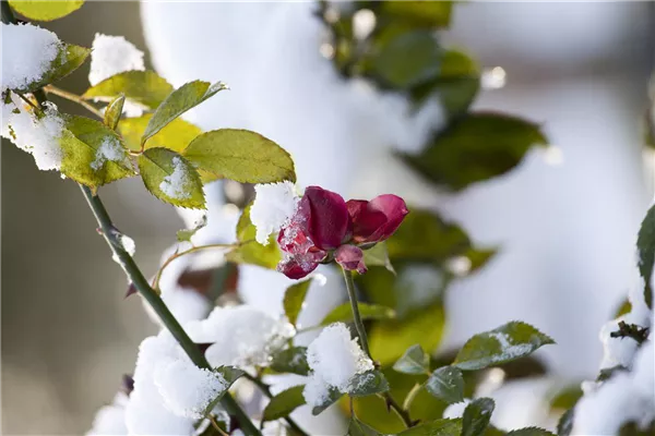 Weihnachtliche Stimmung im Garten