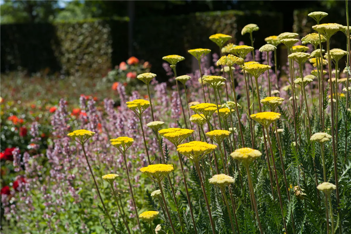 Staudengarten – Gestaltungshinweise - Gartencenter Heuschkel