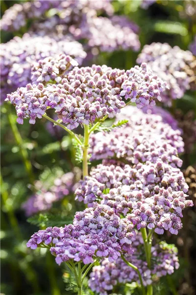 Achillea millefolium, rosa