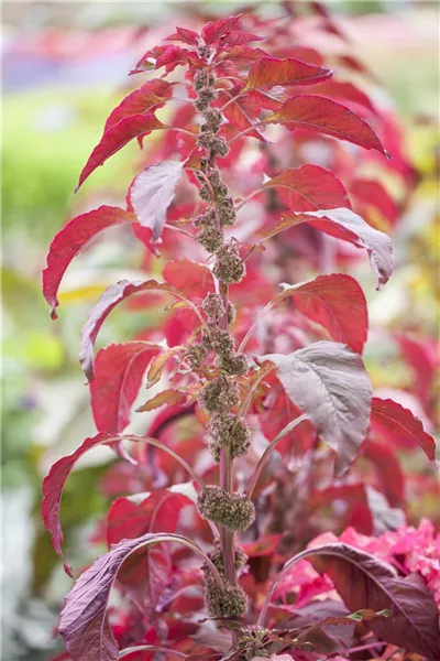 Amaranthus