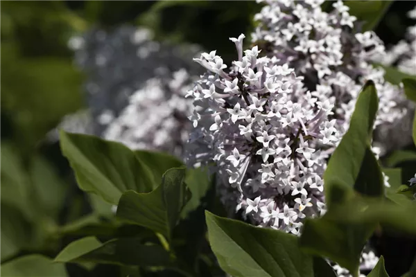 Syringa meyeri 'Palibin'