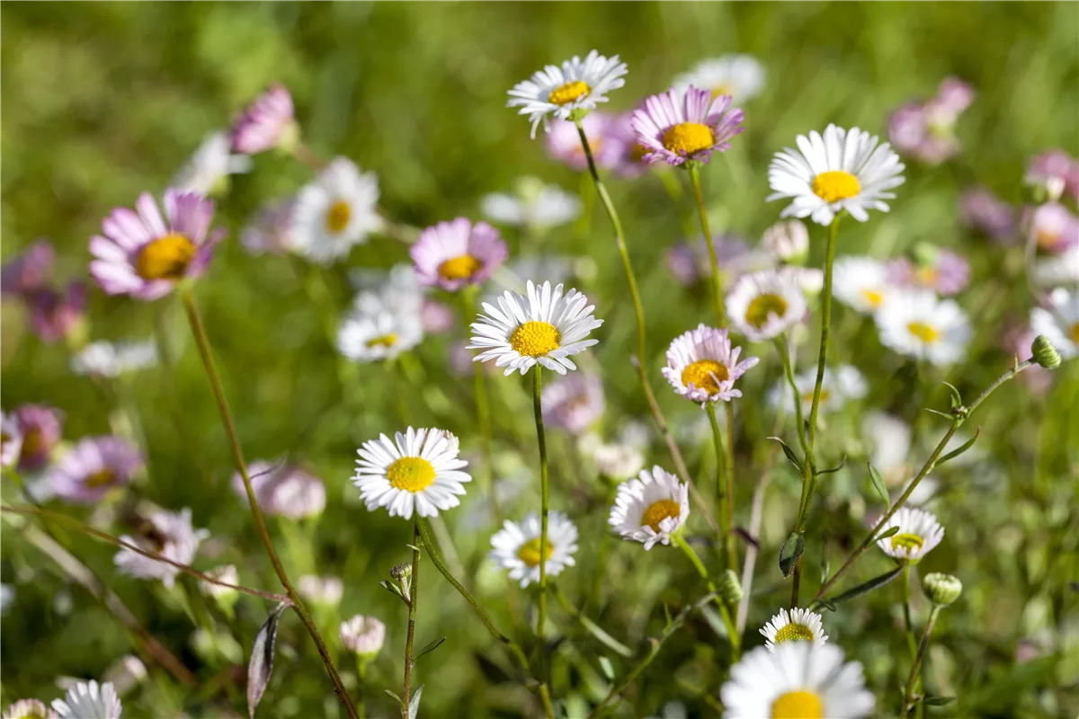 Die heilende Wirkung von Gänseblümchen - Gartencenter Heuschkel