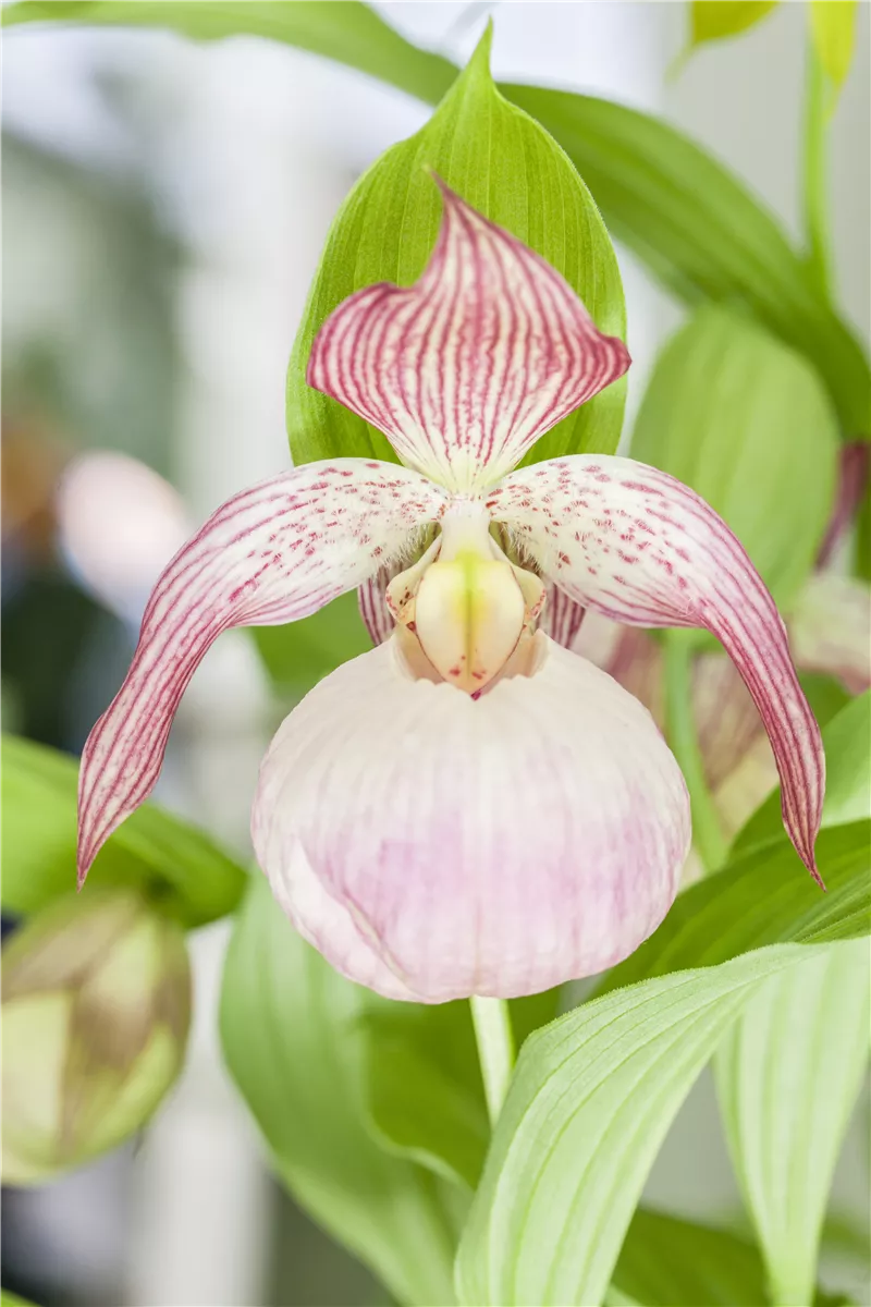 Orchideen im Garten - Gartencenter Heuschkel