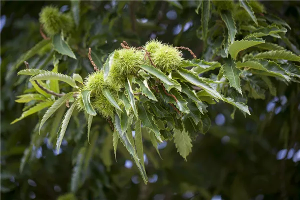Castanea sativa