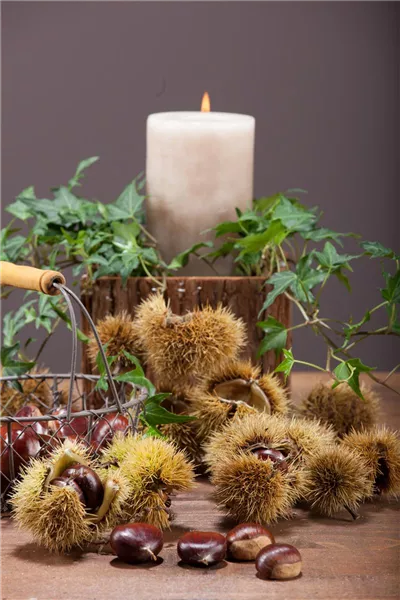 Castanea sativa