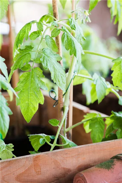Tomaten Anzucht