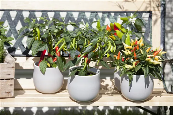 Ein ganzer Garten auf dem Balkon