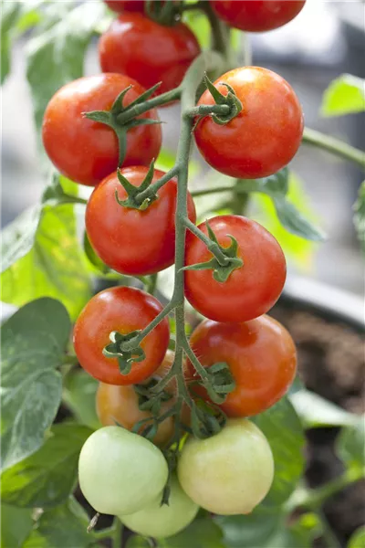 Solanum lycopersicum