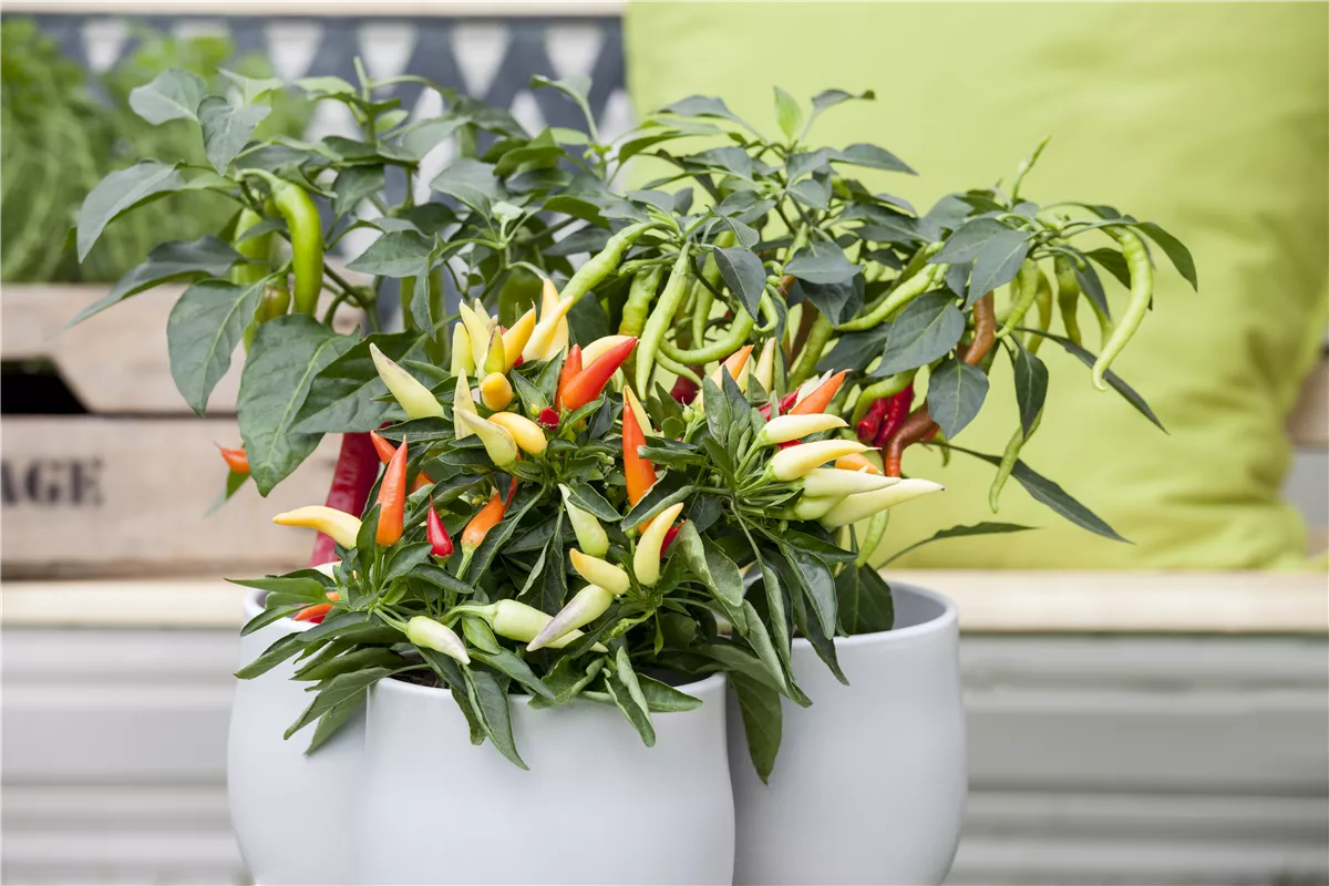 Paprika aus dem eigenen Garten - Gartencenter Heuschkel