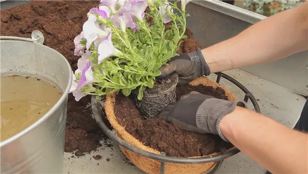 Hanging Basket - Bepflanzen (thumbnail)