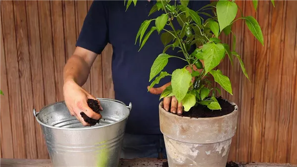 Paprika - Einpflanzen in ein Gefäß (thumbnail)