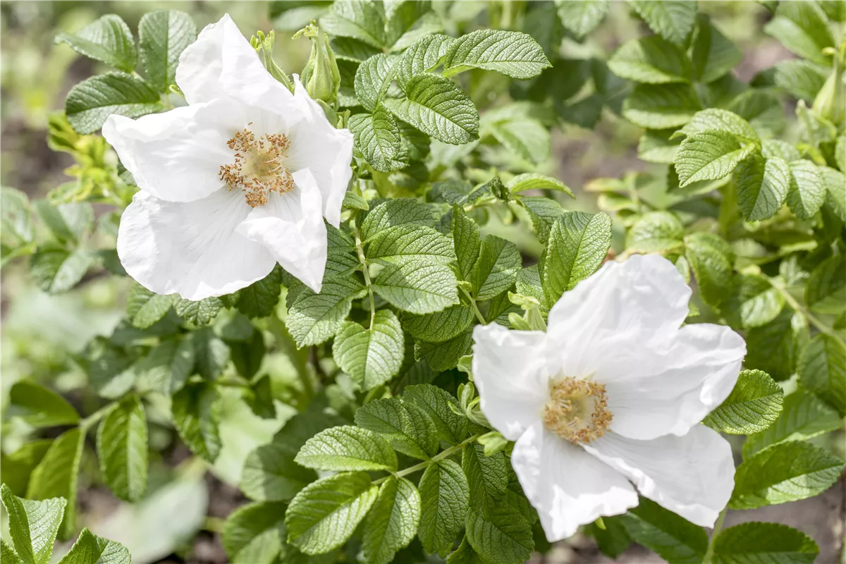 Rosen sind & machen schön - Gartencenter Heuschkel