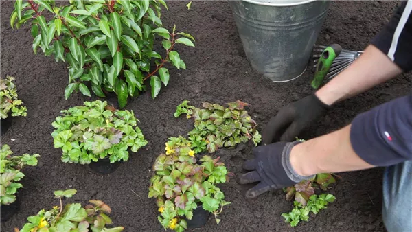 Goldbeere - Einpflanzen im Garten (thumbnail)