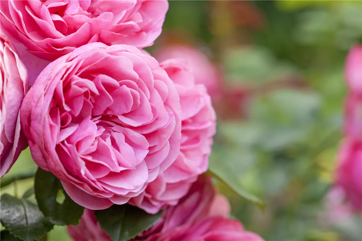 Der „Rosen-TÜV“ - Gartencenter Heuschkel