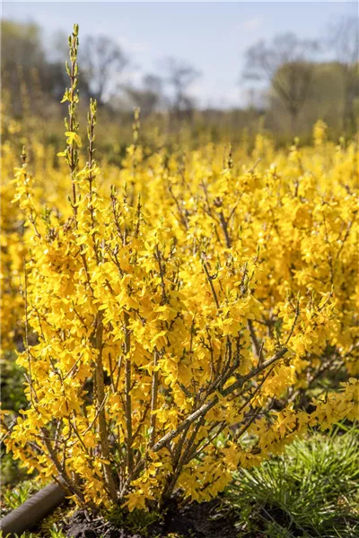 Forsythia x intermedia