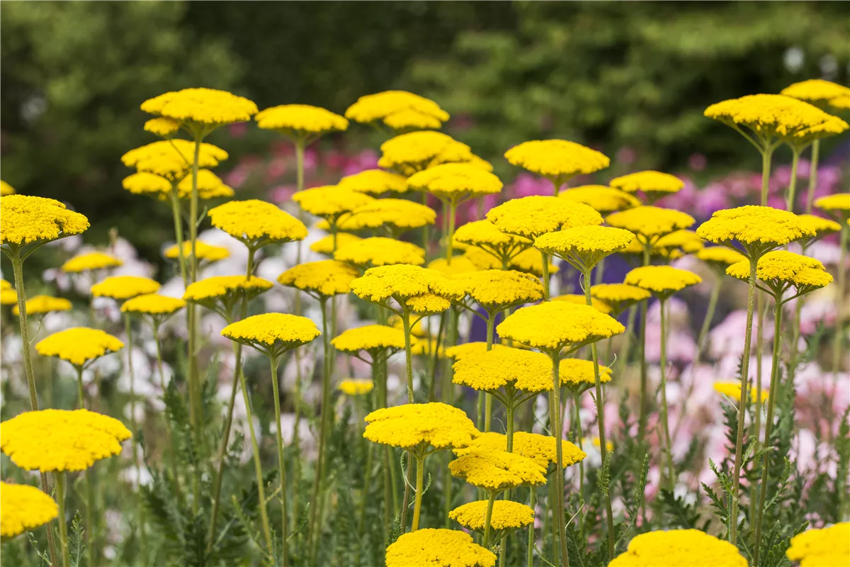Der Landhausgarten: Unberührte Natur - Gartencenter Heuschkel