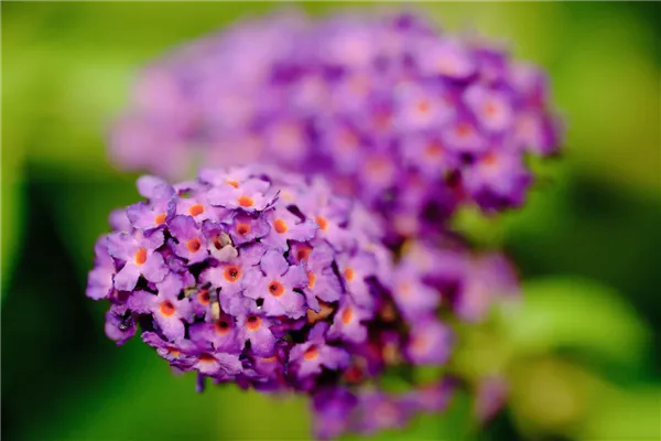 Buddleja davidii