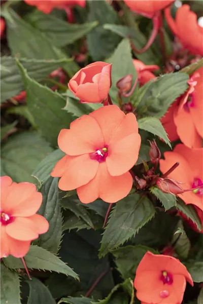 Impatiens neuguinea 'SunStanding'