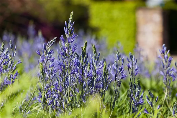 Camassia leichtlinii