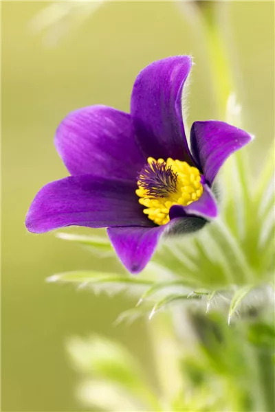 Pulsatilla vulgaris, violett