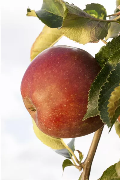 Malus domestica
