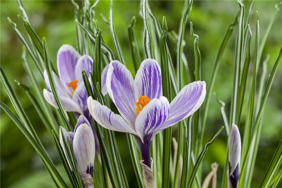 Pflanzzeit für Herbst-Krokusse - Gartencenter Heuschkel