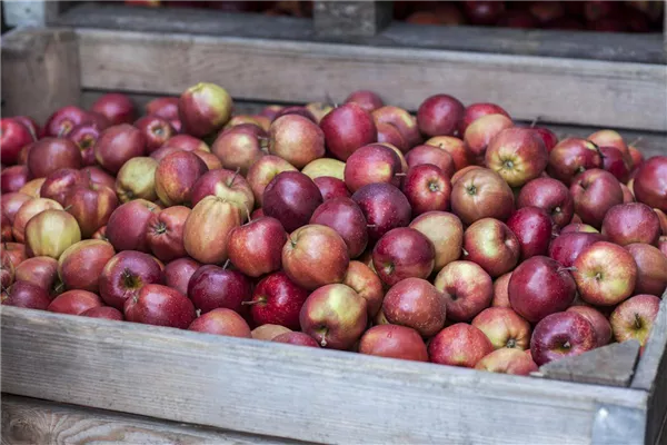 Malus domestica 'Jonagored'
