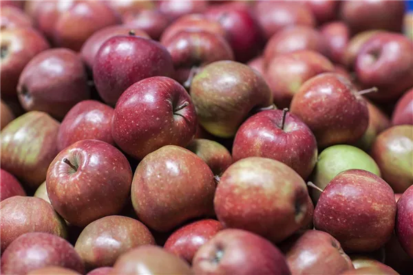 Malus domestica 'Jonagored'