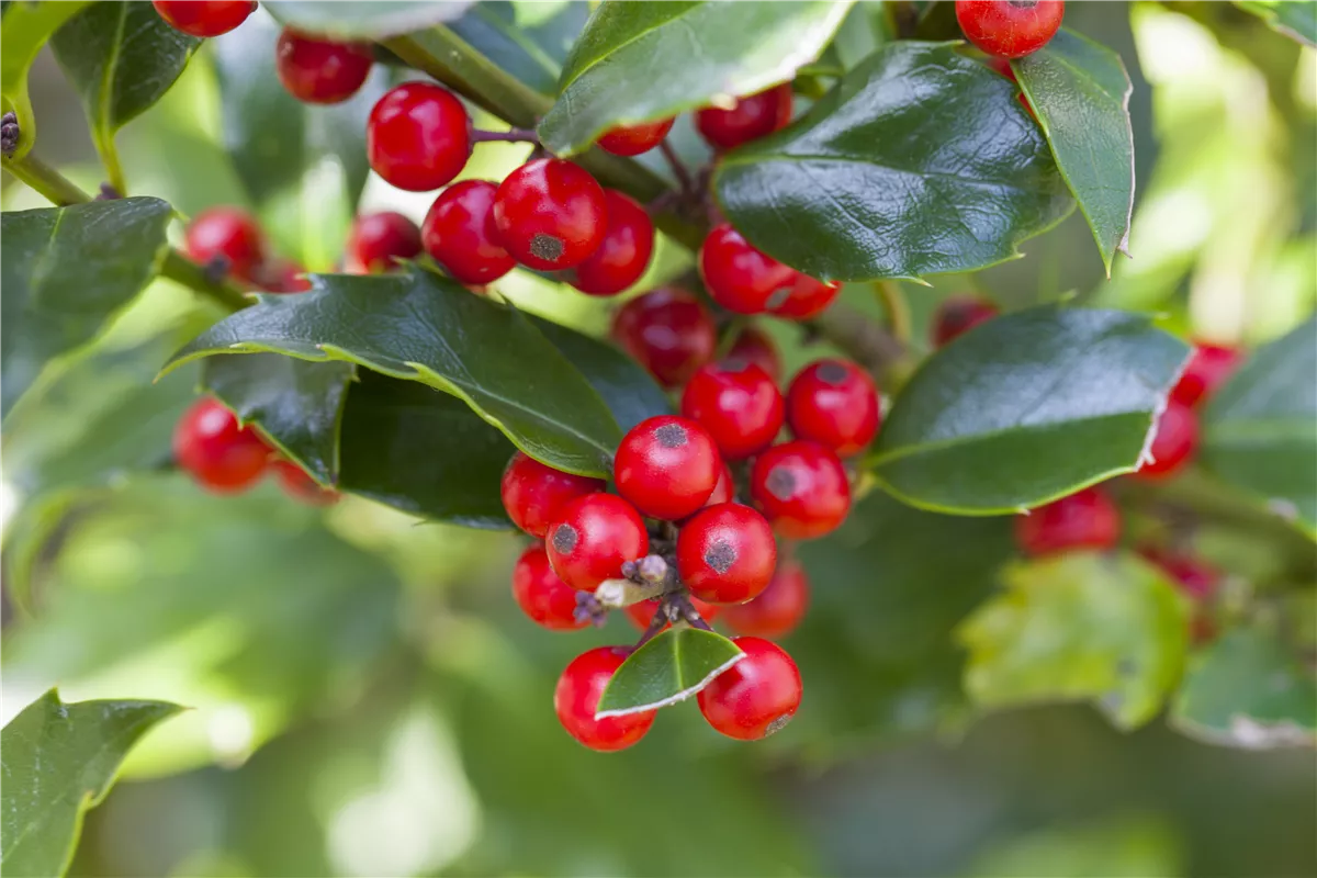 Früchte an Stechpalmen - Gartencenter Heuschkel