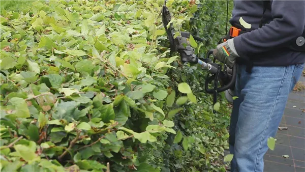 Hecke - Zurückschneiden(thumbnail)