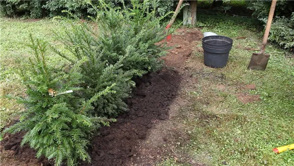Hecke - Einpflanzen im Garten (thumbnail)