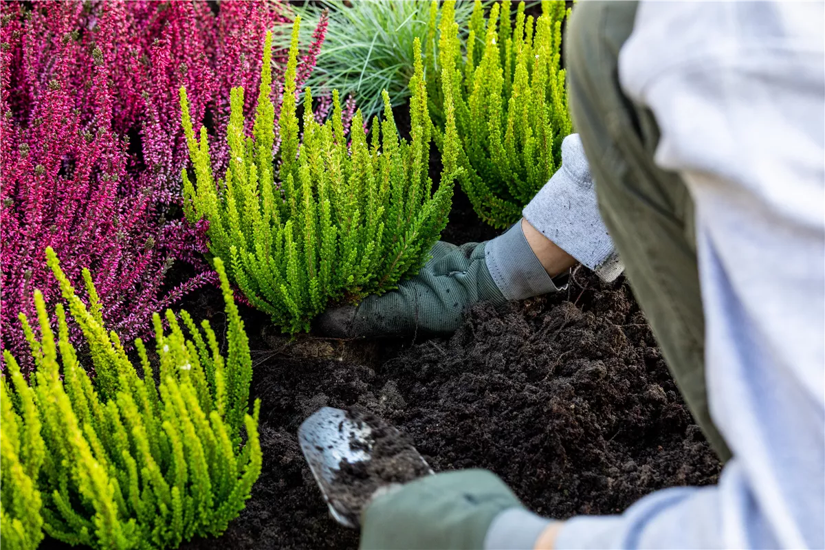 Heidebeet anlegen - Gartencenter Heuschkel