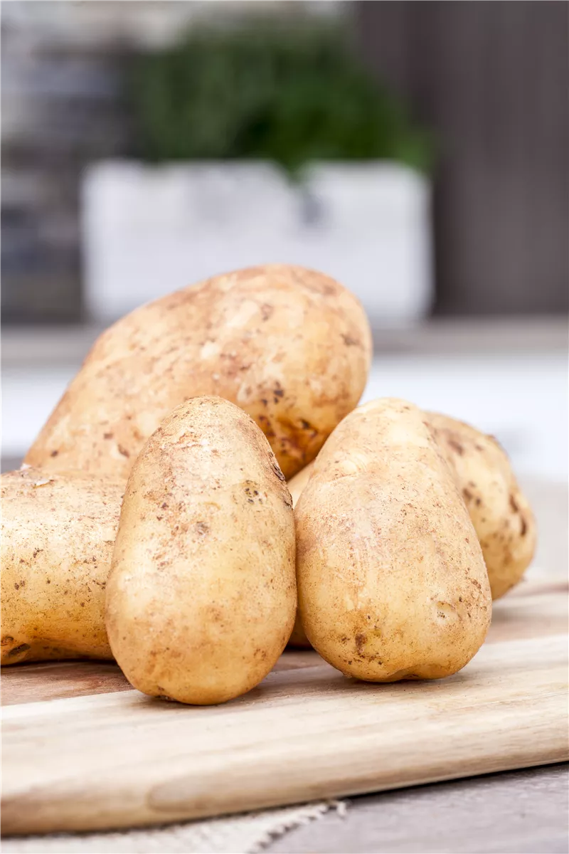 Frühkartoffeln ernten - Gartencenter Heuschkel